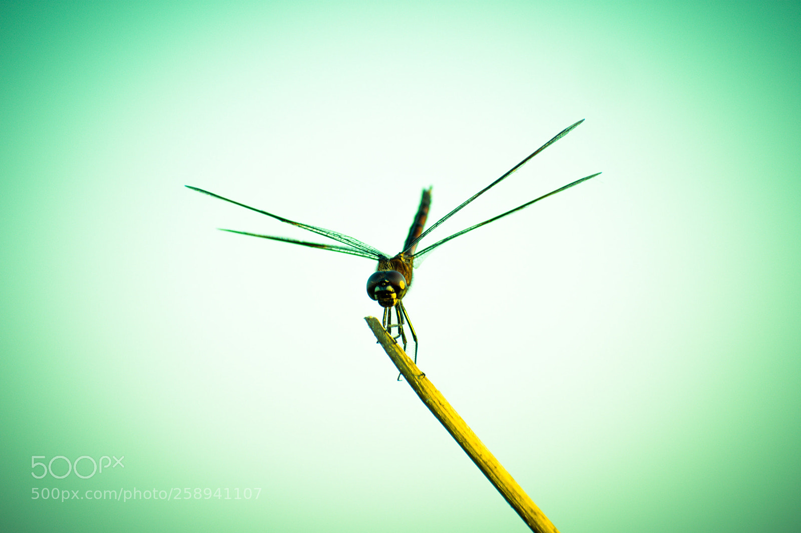 Nikon D3400 sample photo. Dragonfly i photography