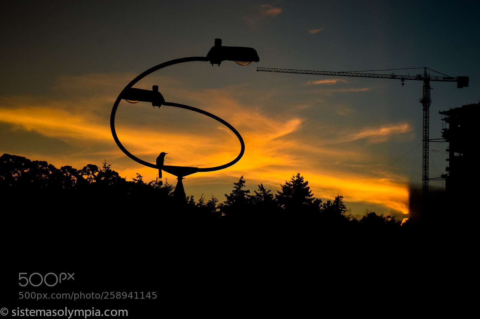 Nikon D3200 sample photo. Bird photography