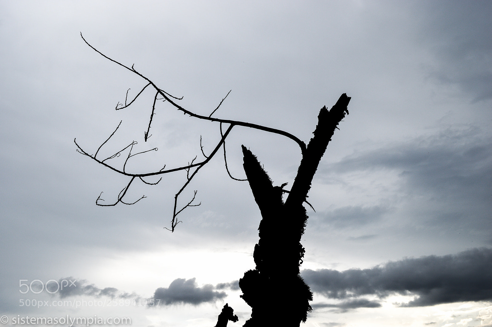 Nikon D3200 sample photo. Carbon photography