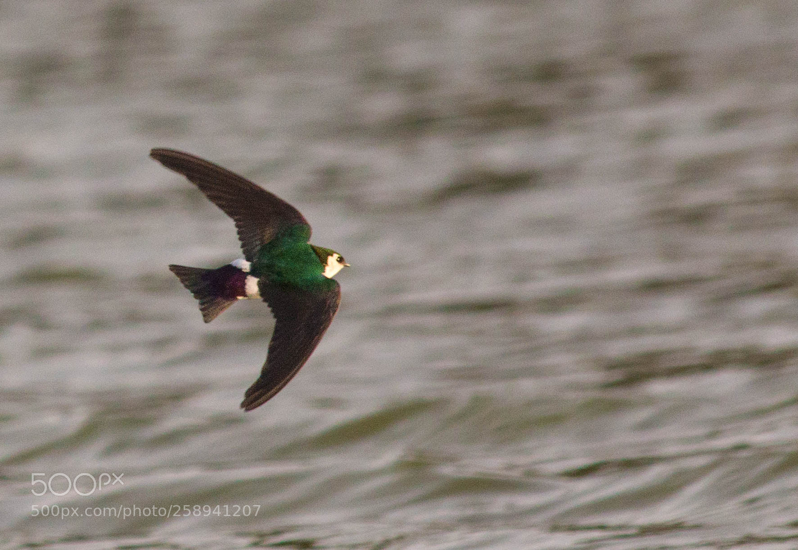 Canon EOS 70D sample photo. Its a flying jewel! photography
