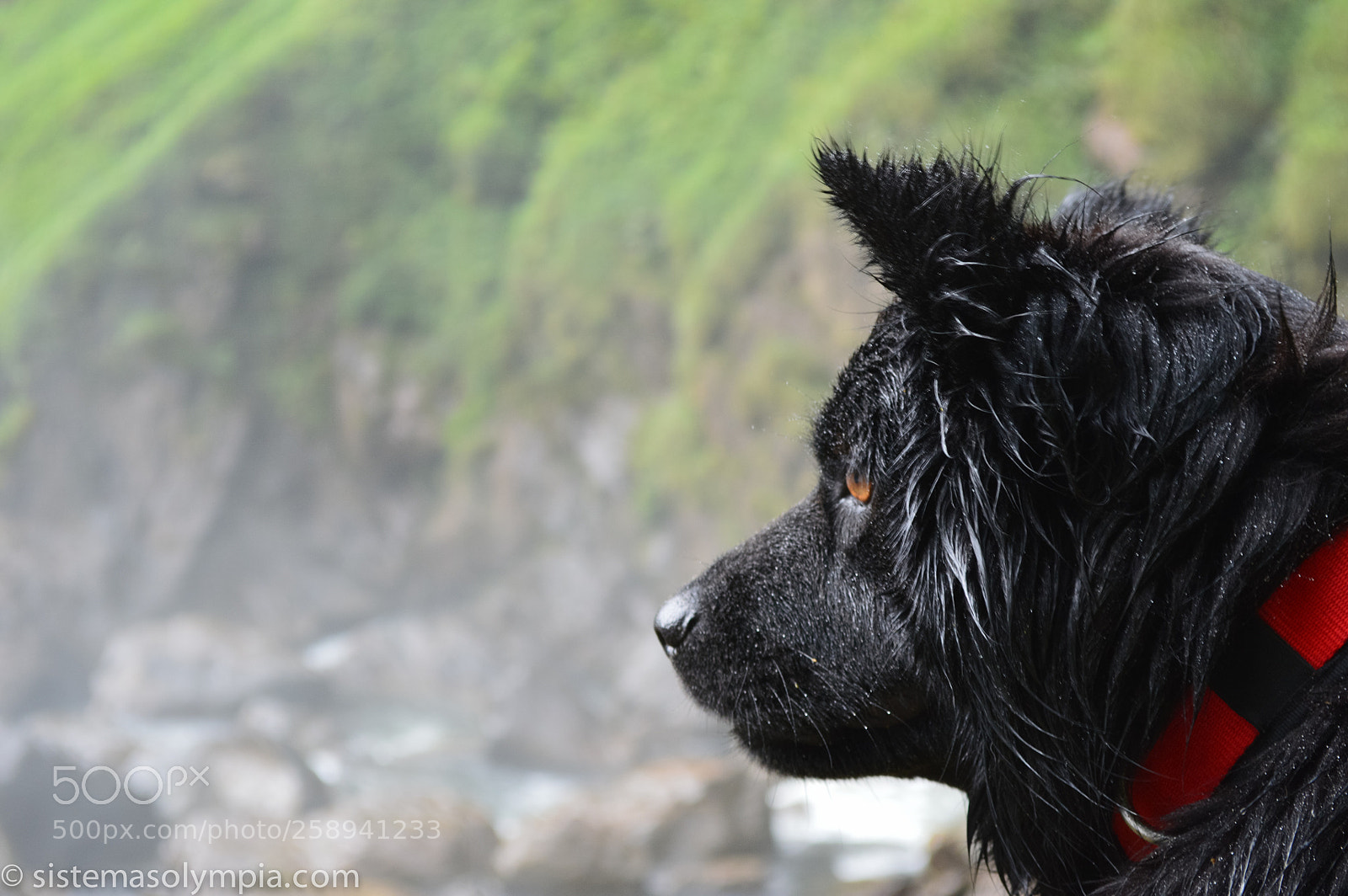Nikon D3200 sample photo. Frigga wet photography