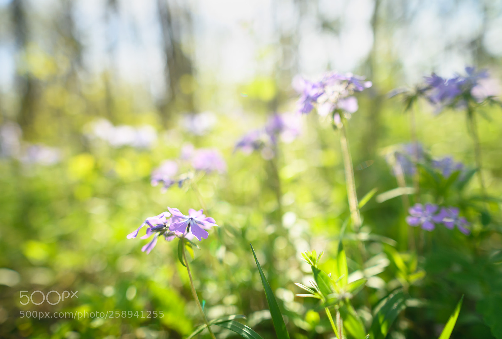 Nikon D850 sample photo. Phlox on the forest photography