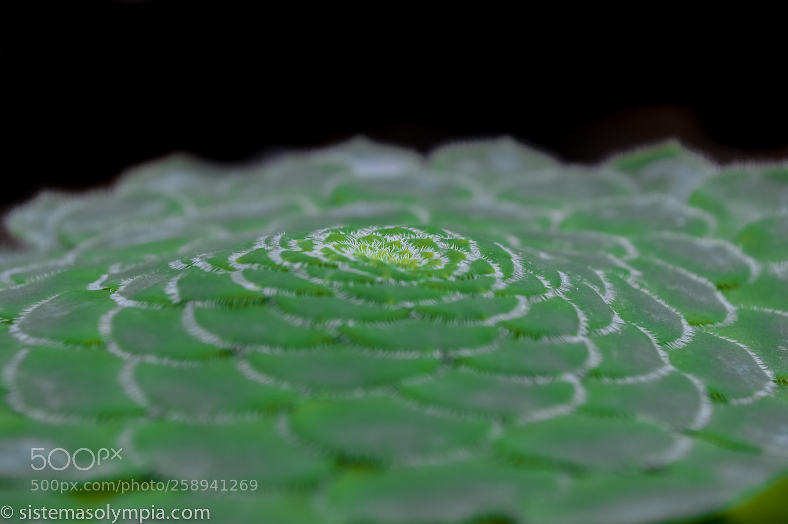 Nikon D3200 sample photo. Green circular photography