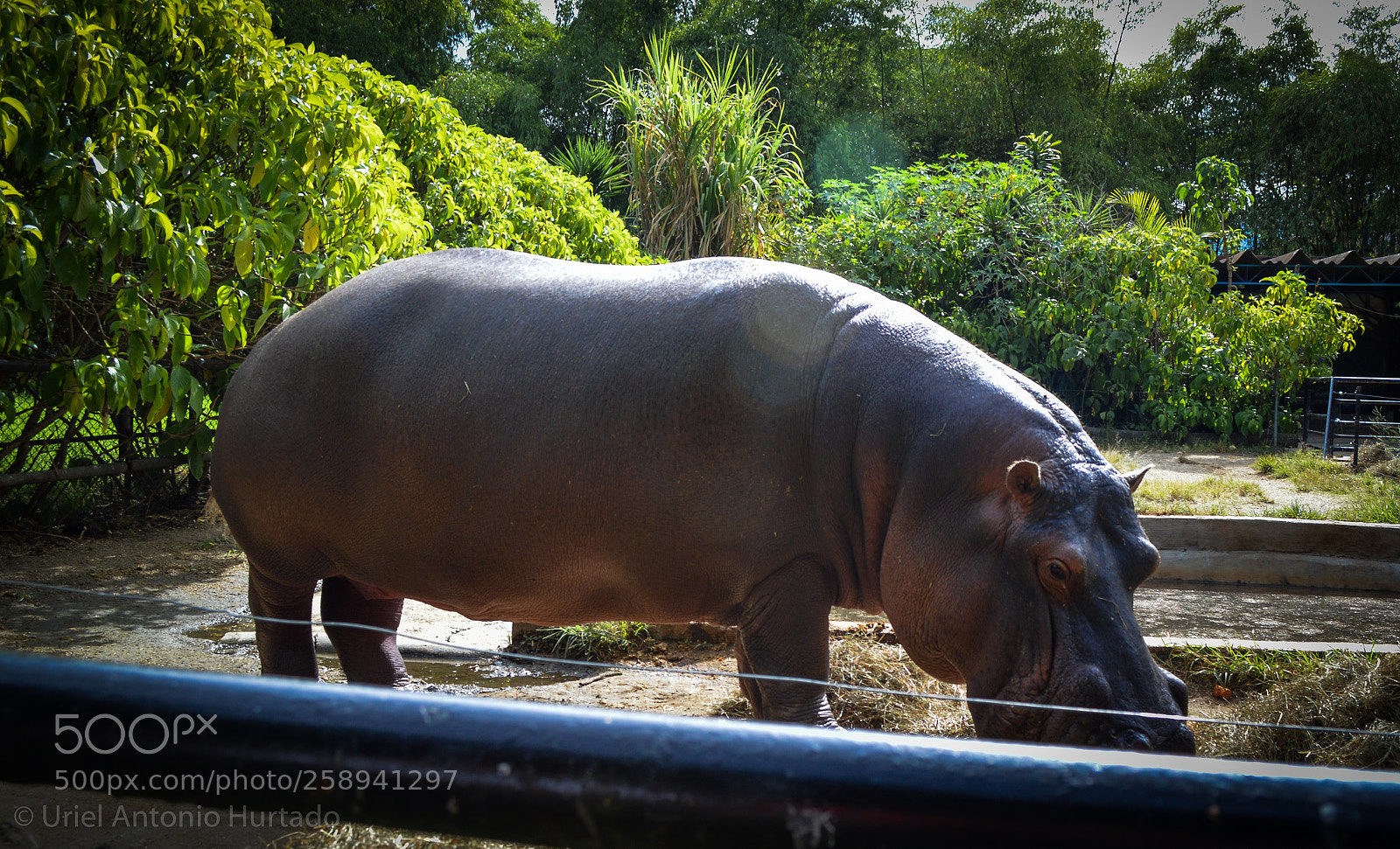 Nikon D3200 sample photo. Hippopotamus photography