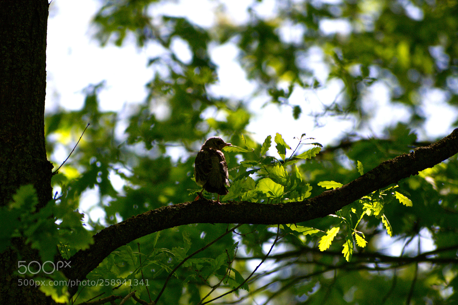 Nikon D5300 sample photo. Bird photography