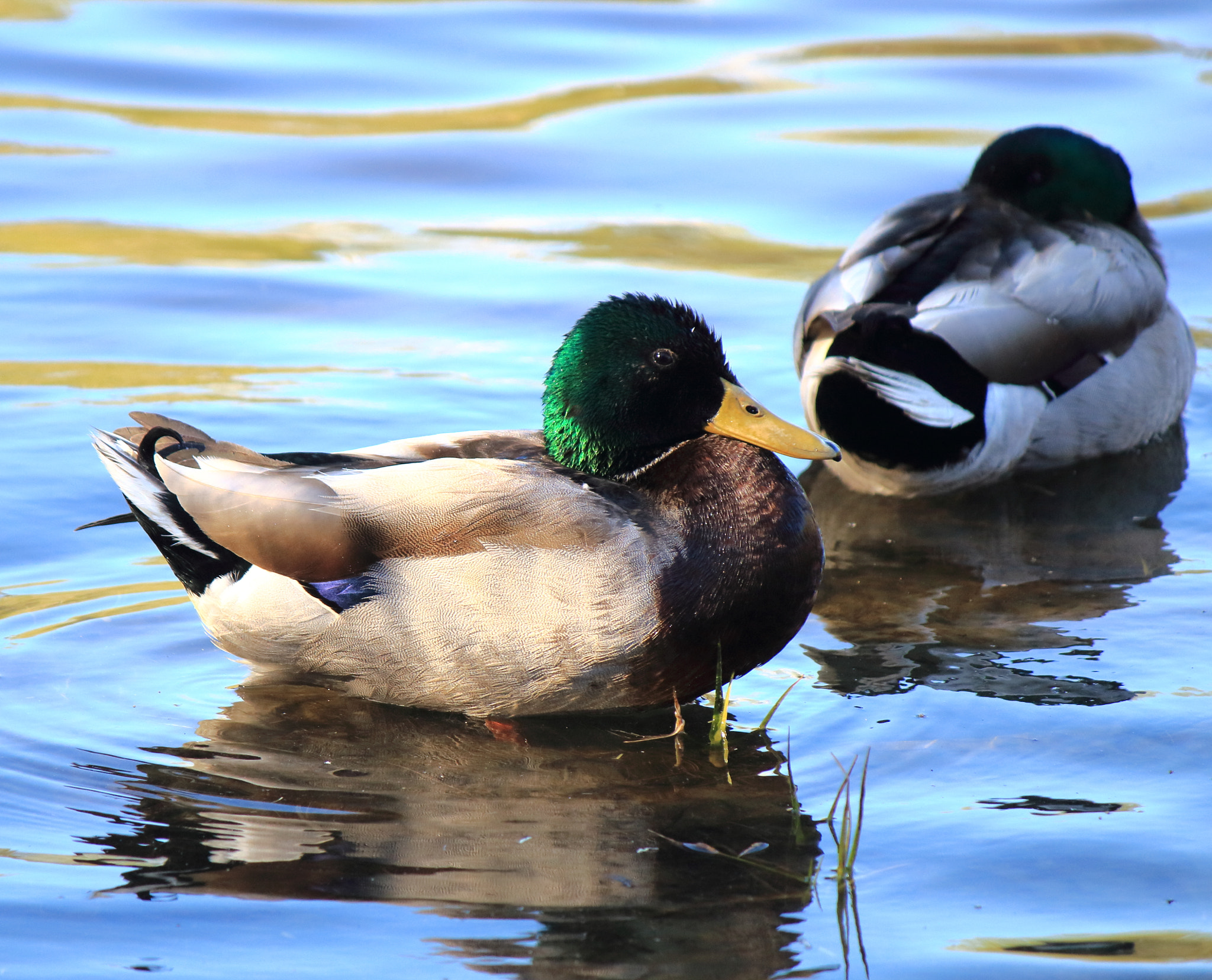 Canon EOS 1200D (EOS Rebel T5 / EOS Kiss X70 / EOS Hi) sample photo. Colvert photography