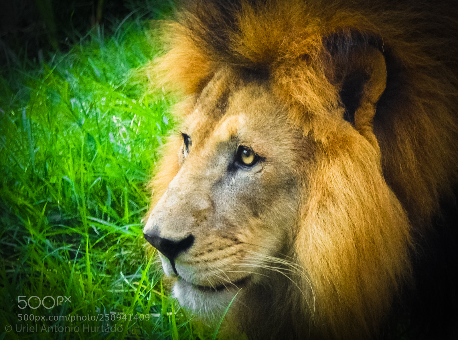 Nikon D3200 sample photo. Lion photography
