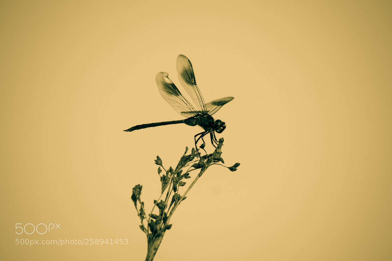 Nikon D3400 sample photo. Dragonfly ii photography