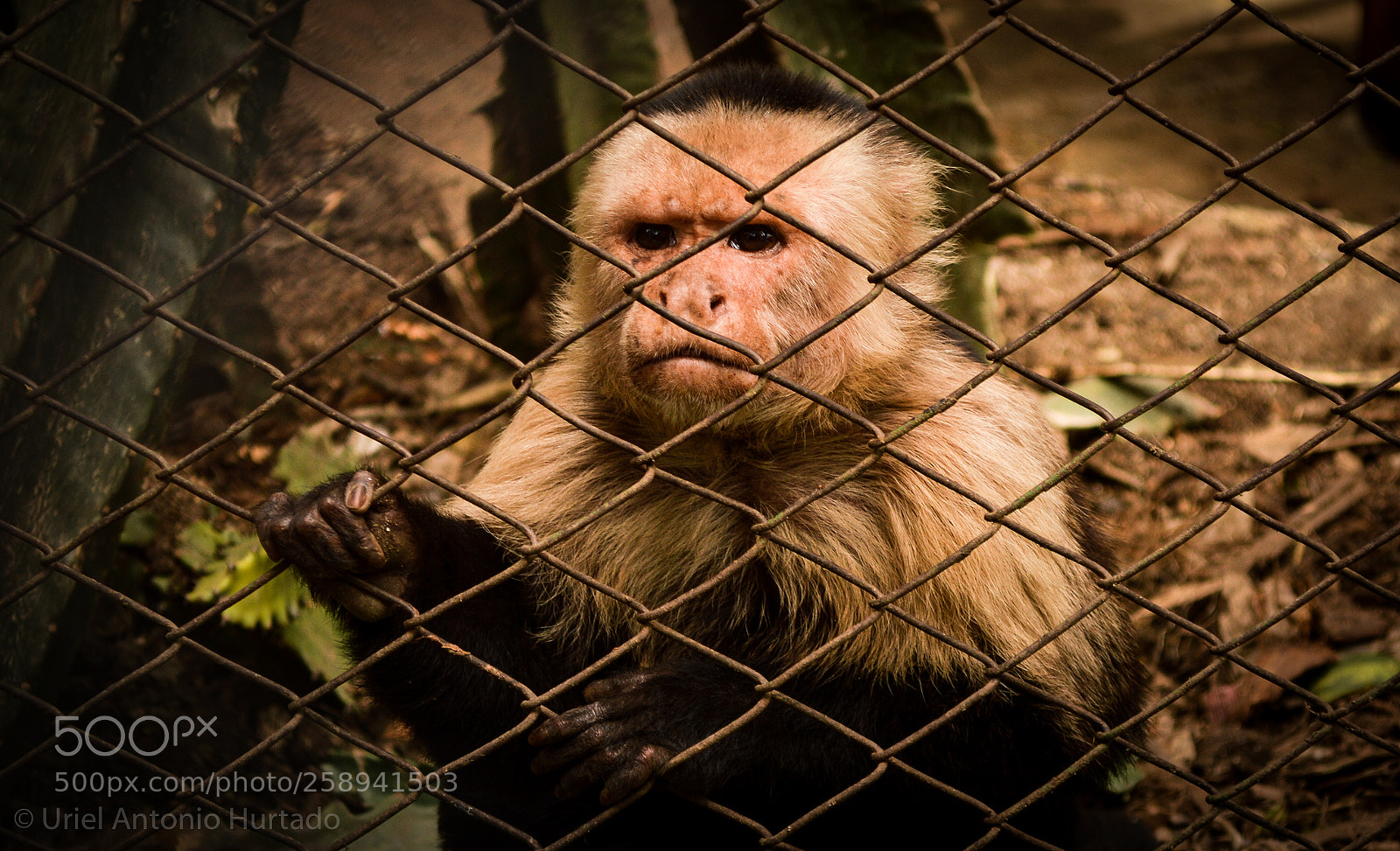 Nikon D3200 sample photo. Monkey photography