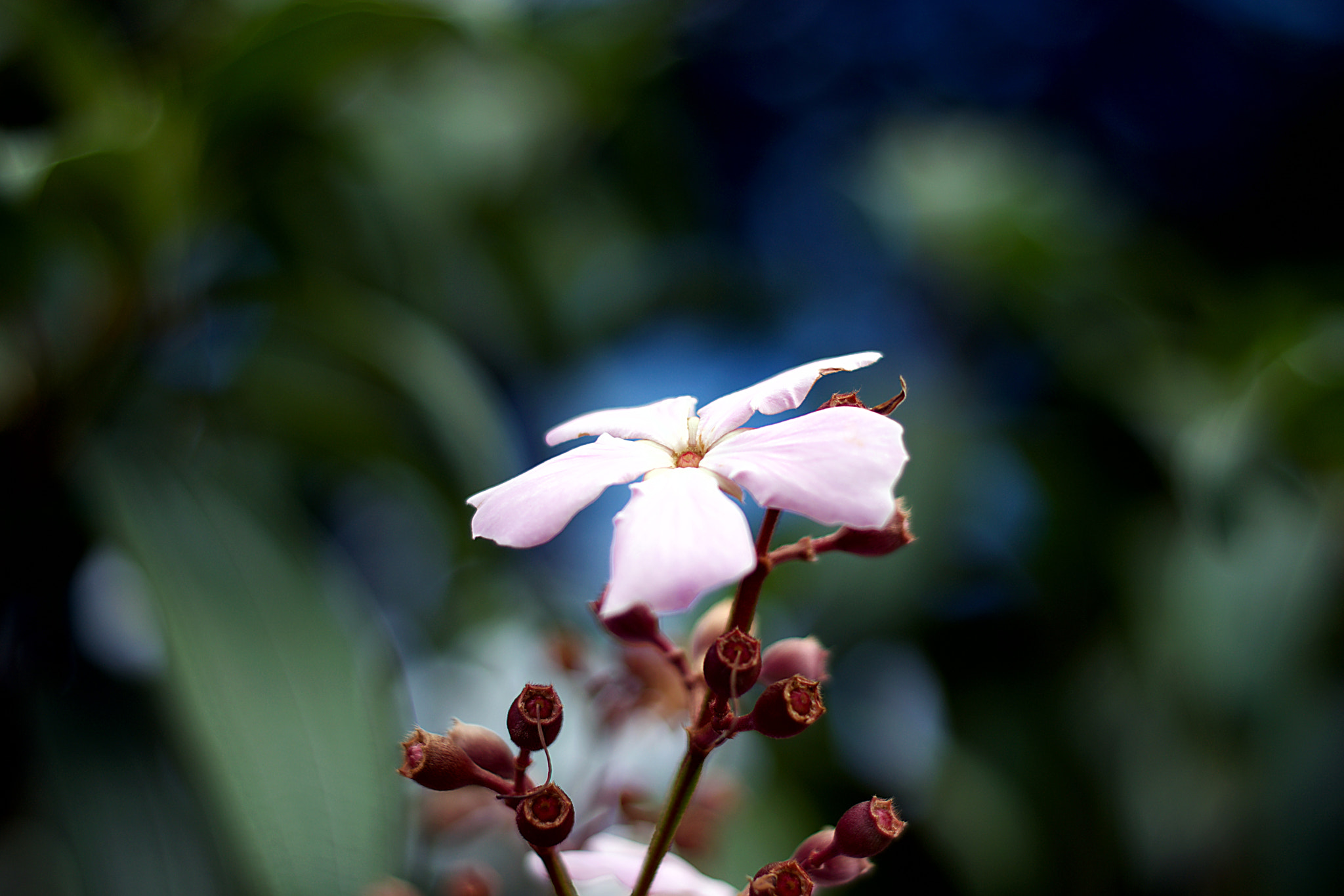 Nikon AF Nikkor 50mm F1.8D sample photo. Unnamed flower in the city photography