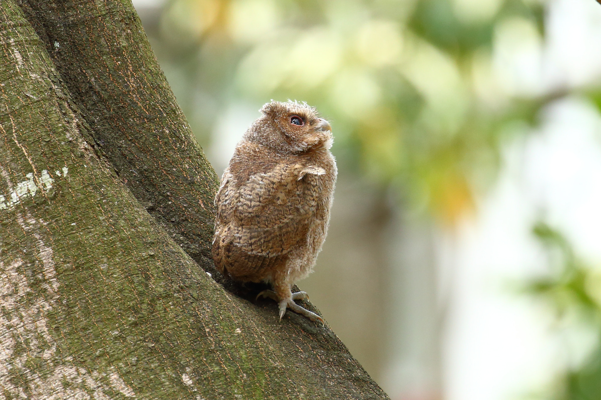 Canon EOS 70D sample photo. 抬頭看  looking up photography