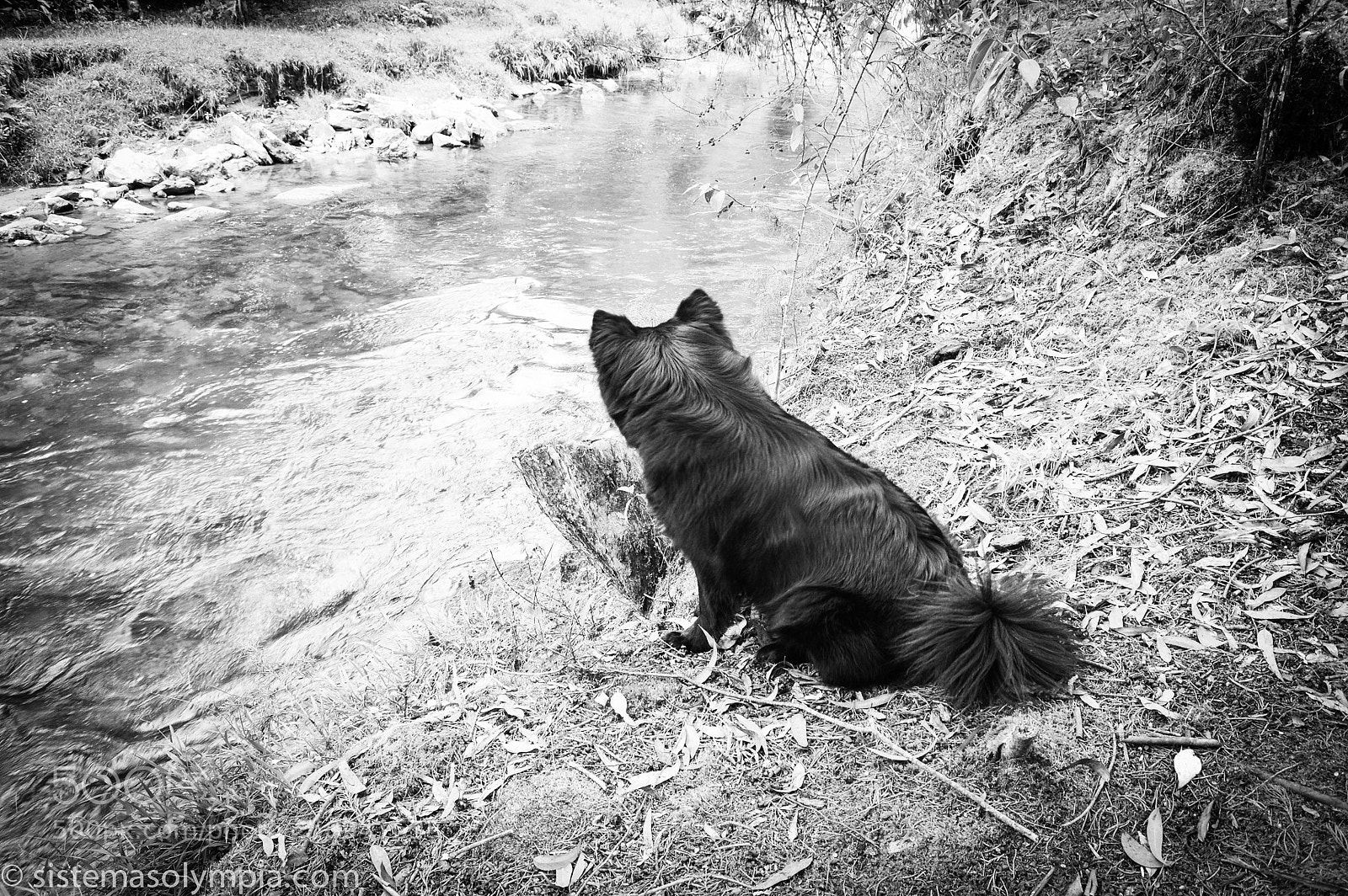 Nikon D3200 sample photo. River frigga photography