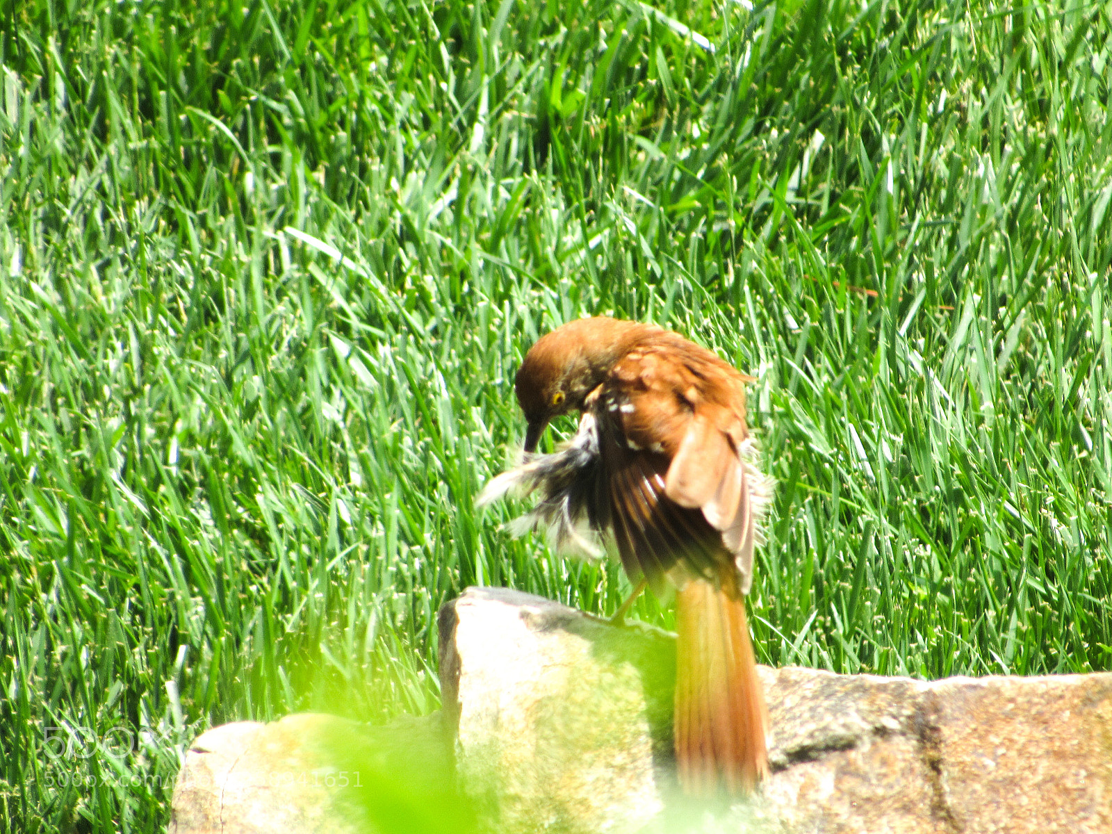 Canon PowerShot SX530 HS sample photo. Adbdbcdd photography