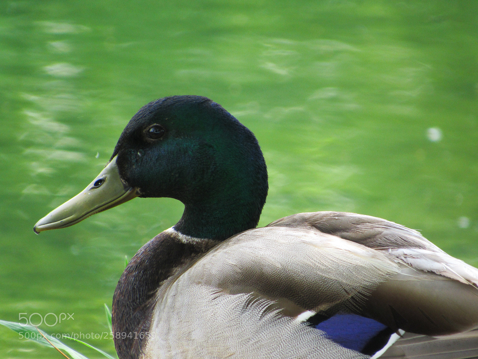 Canon PowerShot SX530 HS sample photo. Bd abab bdb photography