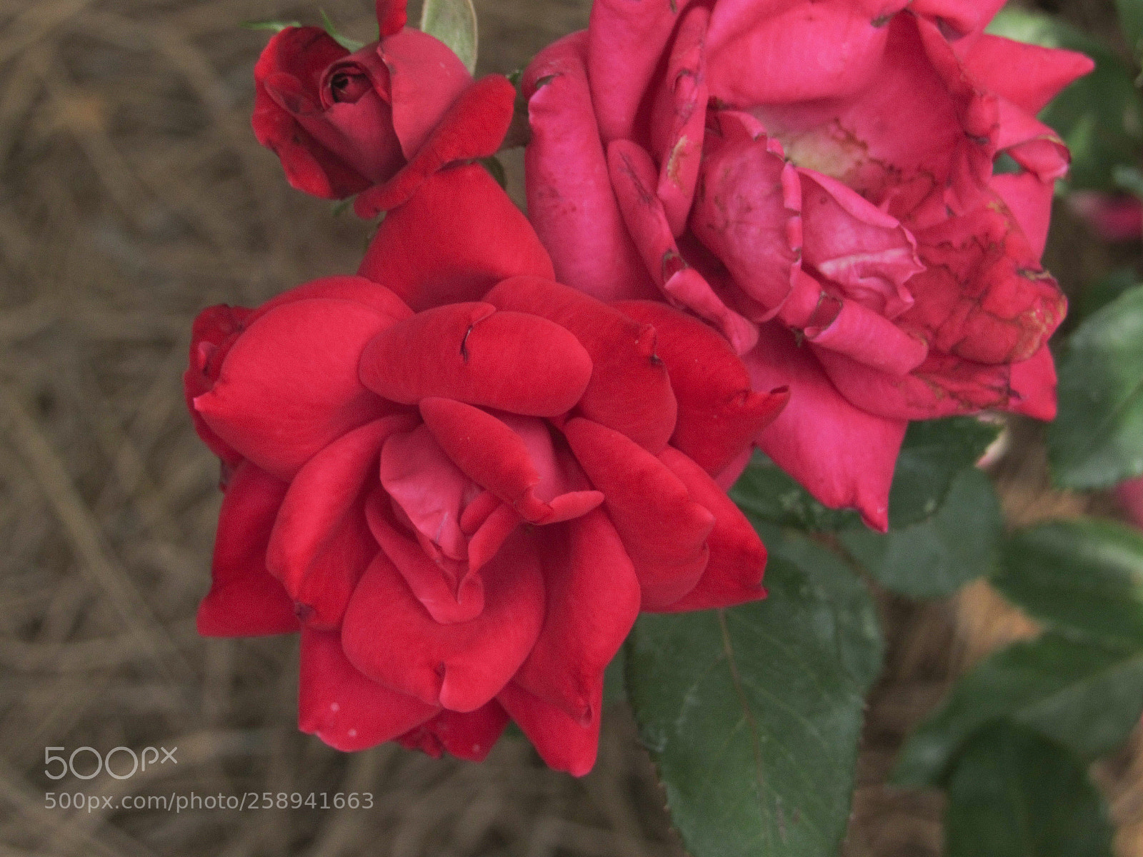 Canon PowerShot SX530 HS sample photo. Ed ab b photography