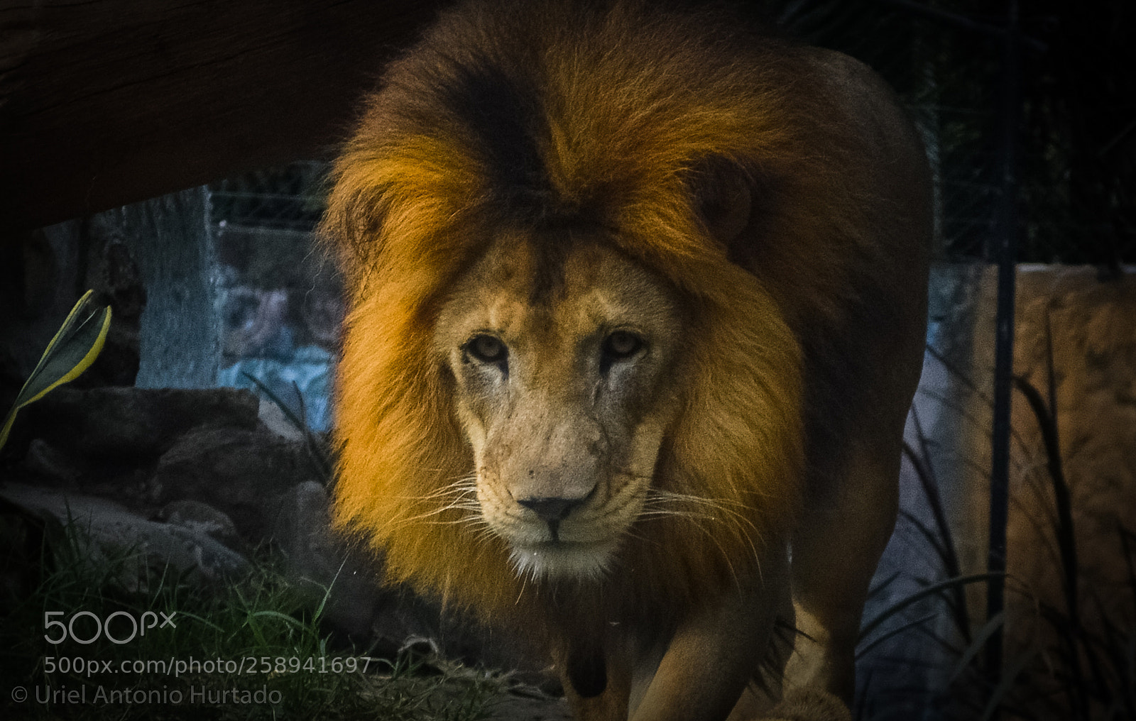 Nikon D3200 sample photo. Sad lion photography