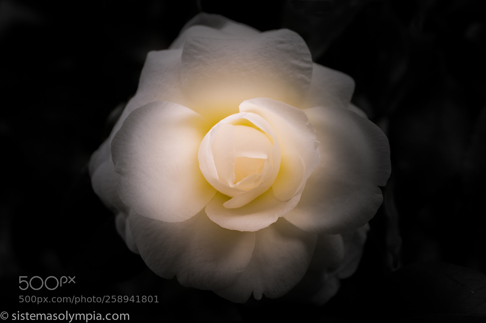 Nikon D3200 sample photo. White rose photography