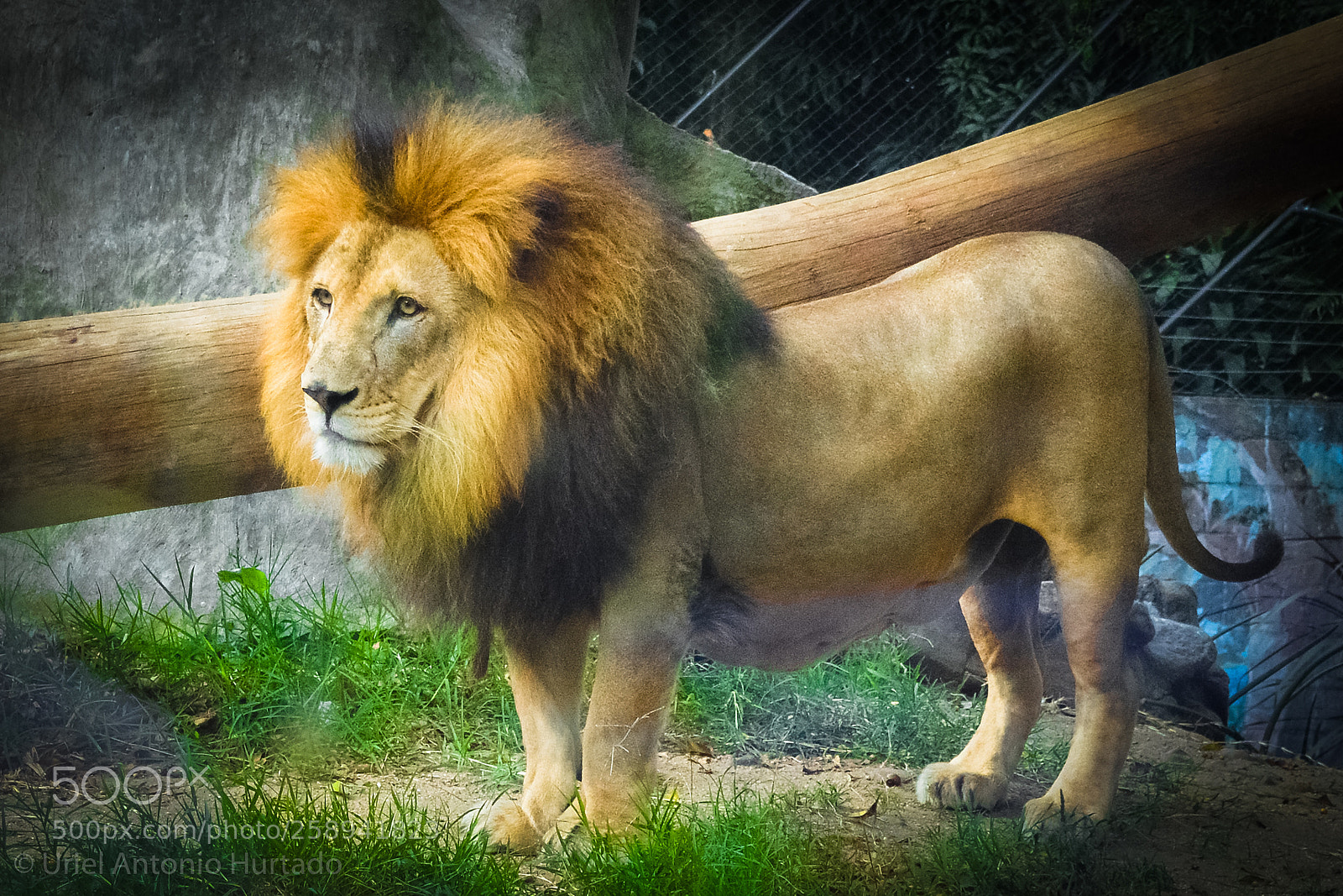 Nikon D3200 sample photo. Yellow lion photography