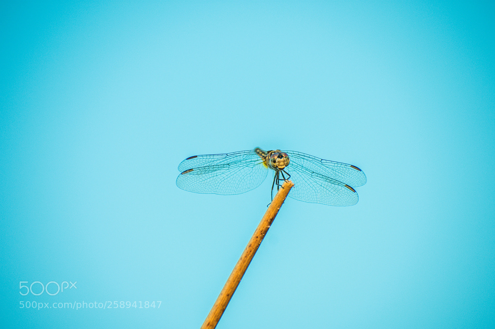 Nikon D3400 sample photo. Dragonfly iii photography