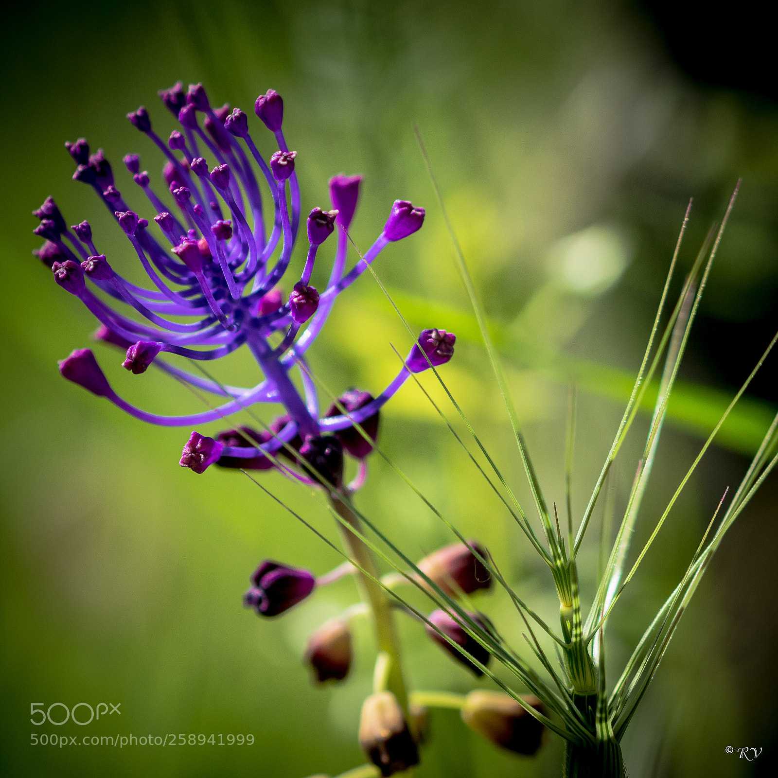 Nikon D7100 sample photo. Flower photography