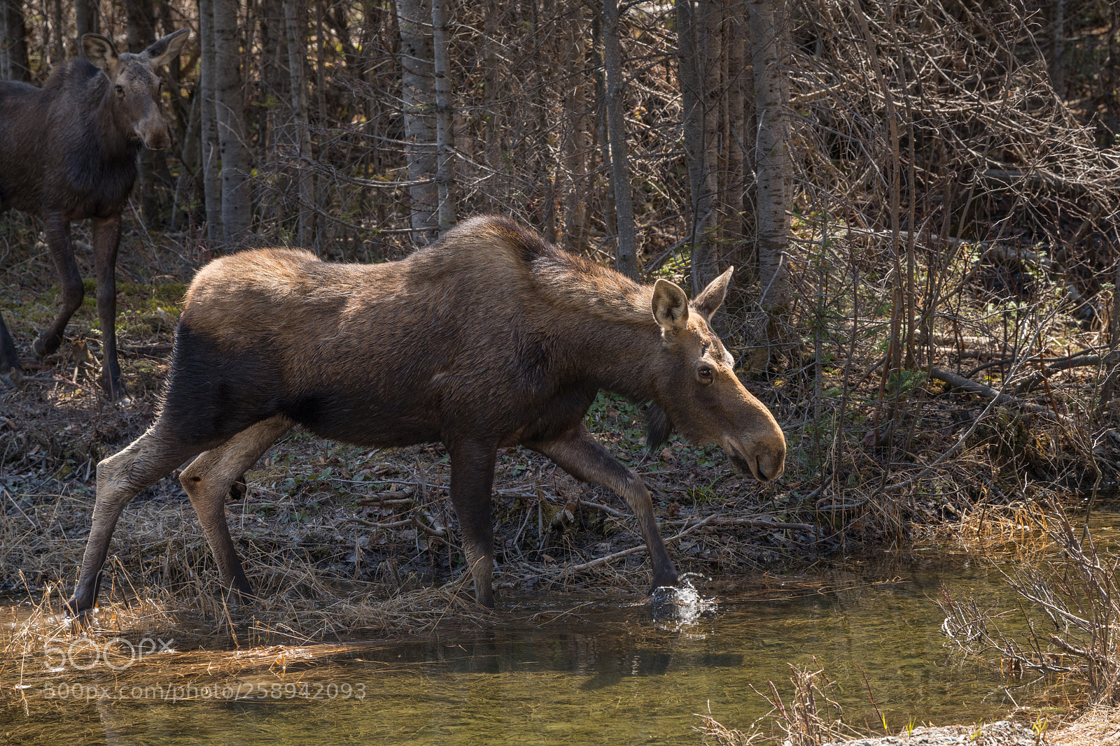 Nikon D850 sample photo. Moose family photography