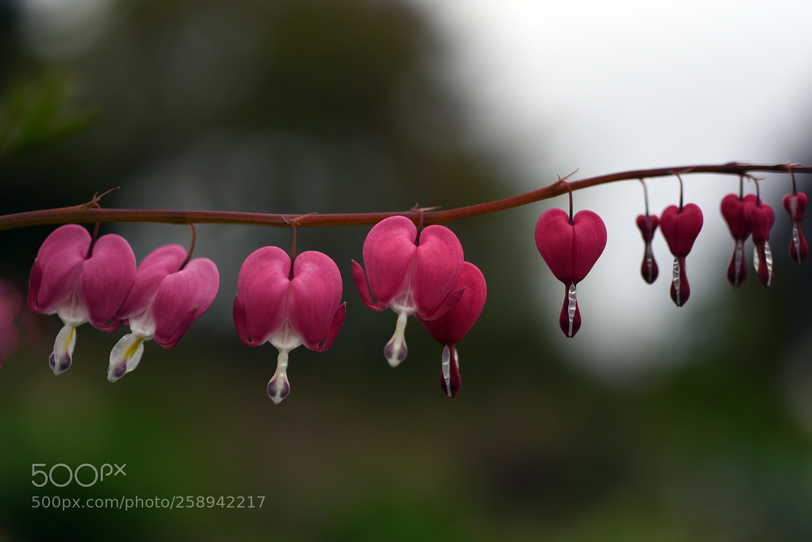 Nikon D750 sample photo. Hanging hearts photography