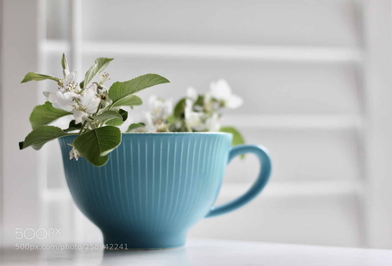 Canon EOS 550D (EOS Rebel T2i / EOS Kiss X4) sample photo. White blooms photography