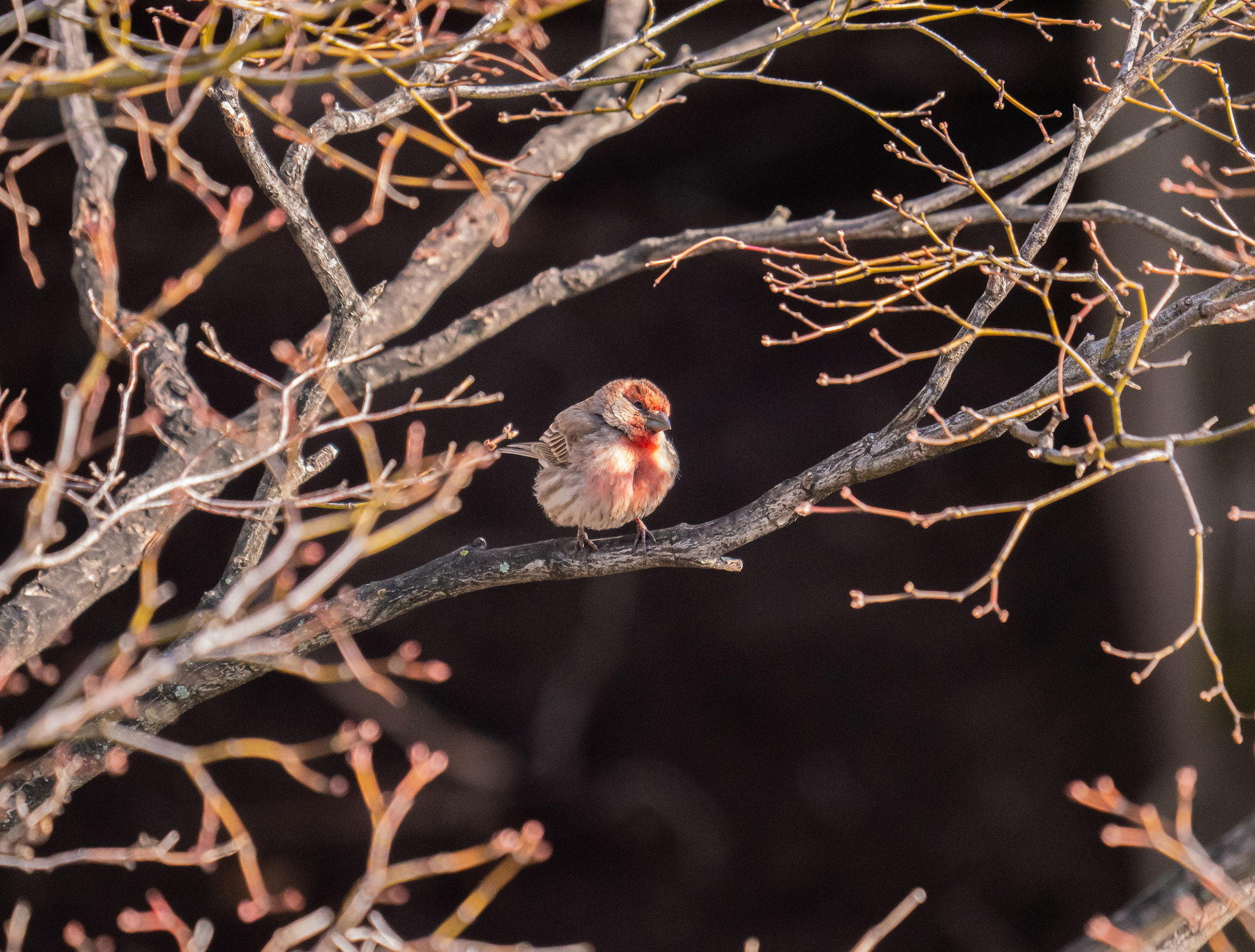 Panasonic Lumix DMC-G85 (Lumix DMC-G80) sample photo. House finch photography