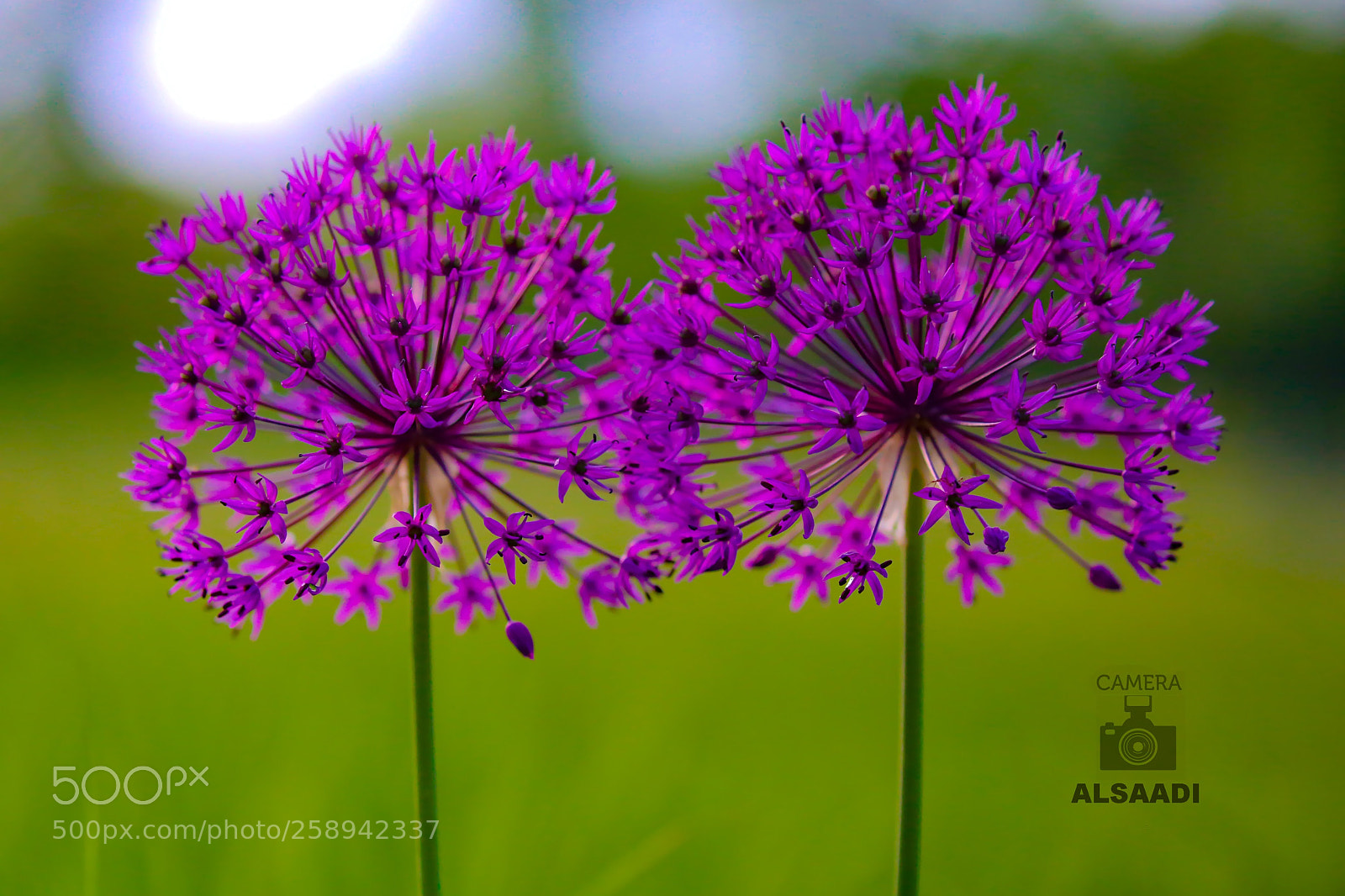 Canon EOS 6D sample photo. Untitled photography