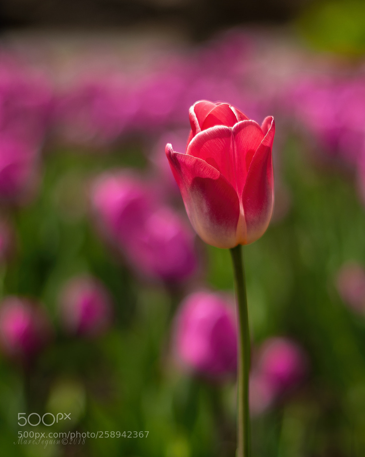 Nikon D800 sample photo. Tulips photography