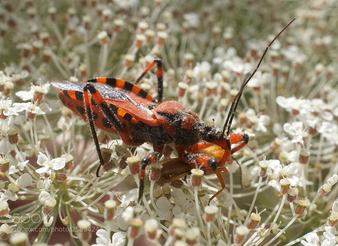 Sony a6000 sample photo. Red bug-predator caught a photography