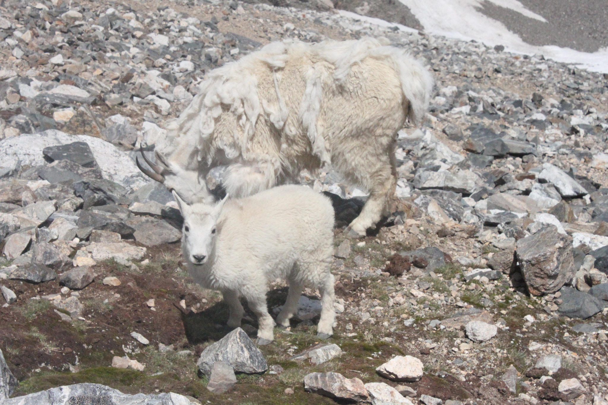 Canon EF-S 18-55mm F3.5-5.6 IS sample photo. Mountain goats photography