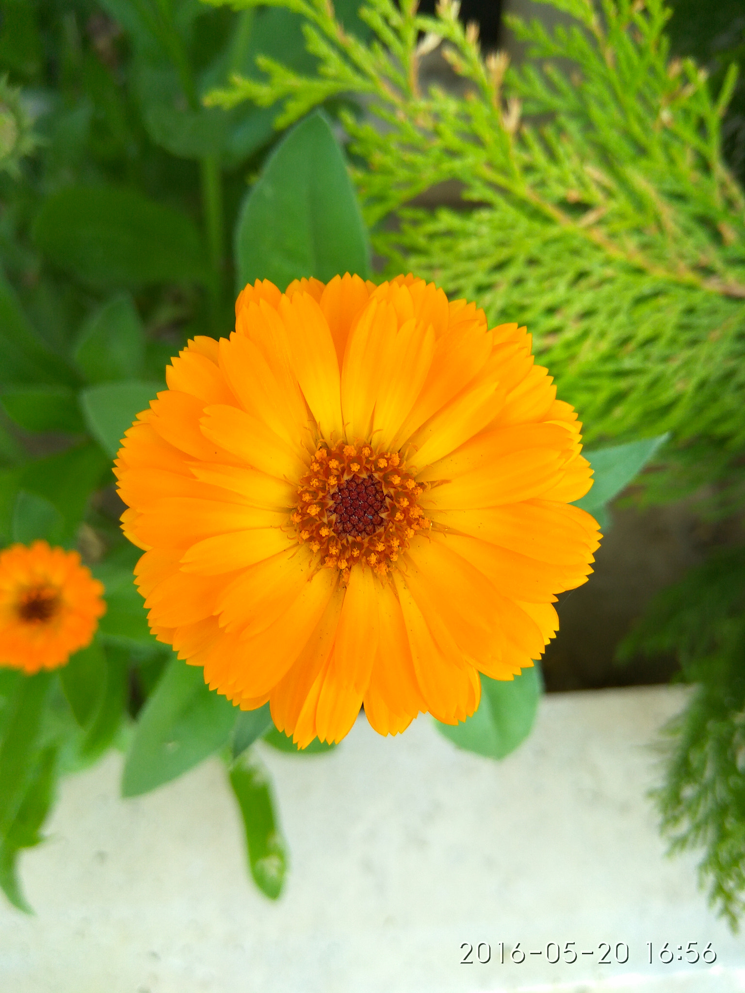 Xiaomi Redmi Note 3 sample photo. Img_20160520_165656.jpg photography