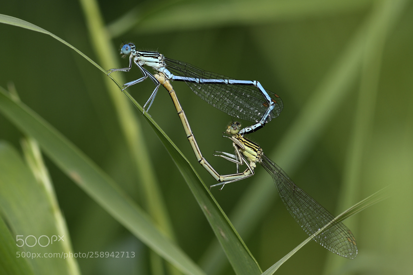 Nikon D500 sample photo. Damselfly photography