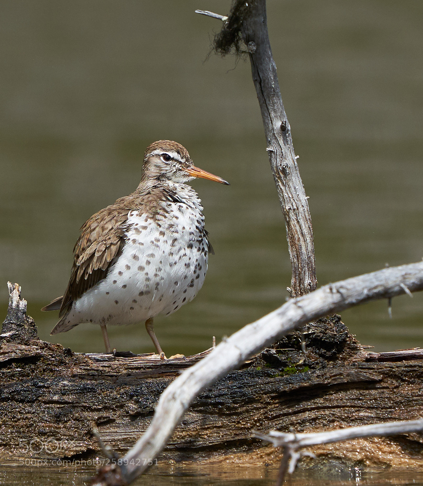 Sony a7R III sample photo. Spotted sandpiper photography