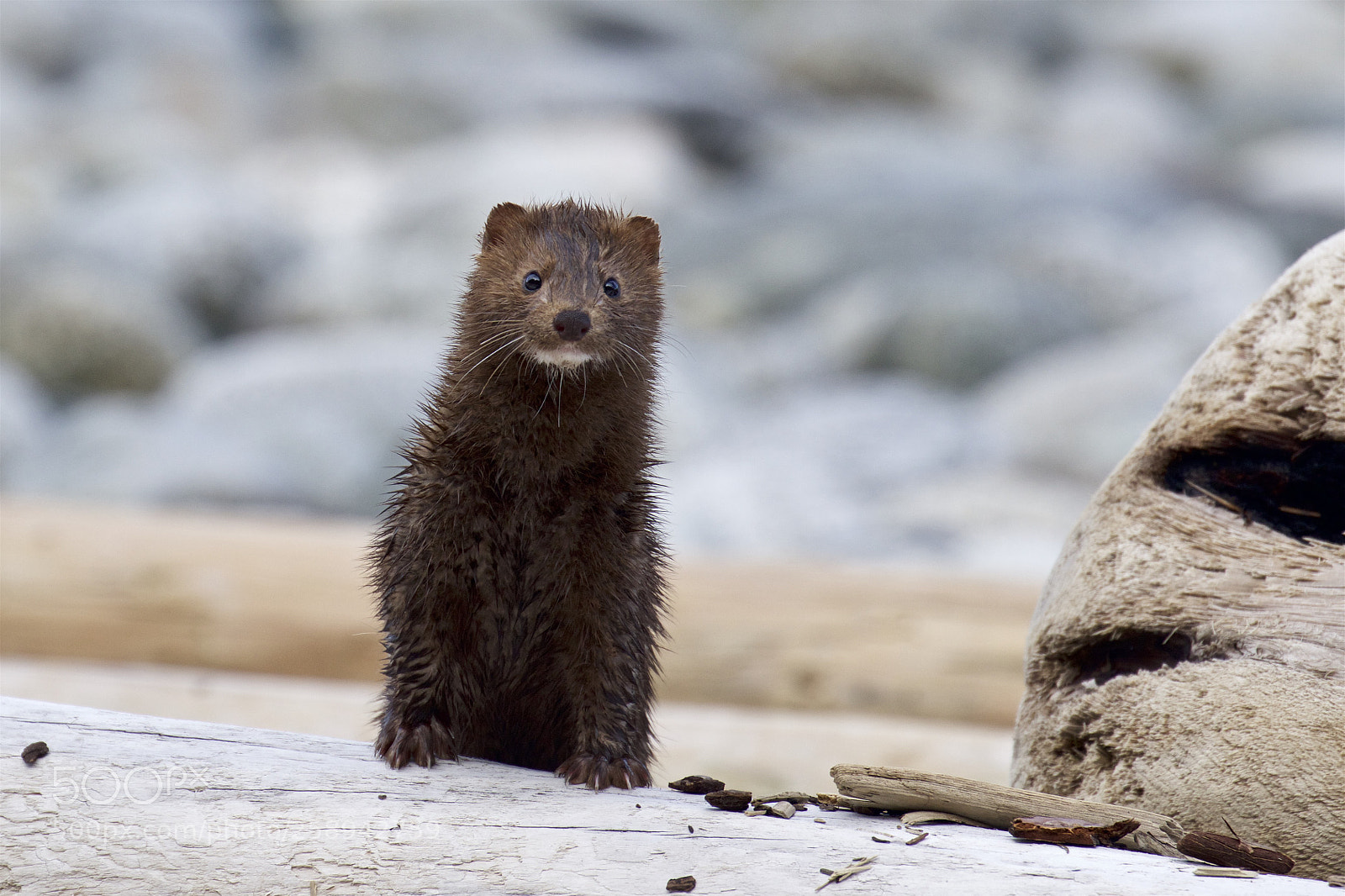 Canon EOS 7D Mark II sample photo. A wet mink photography