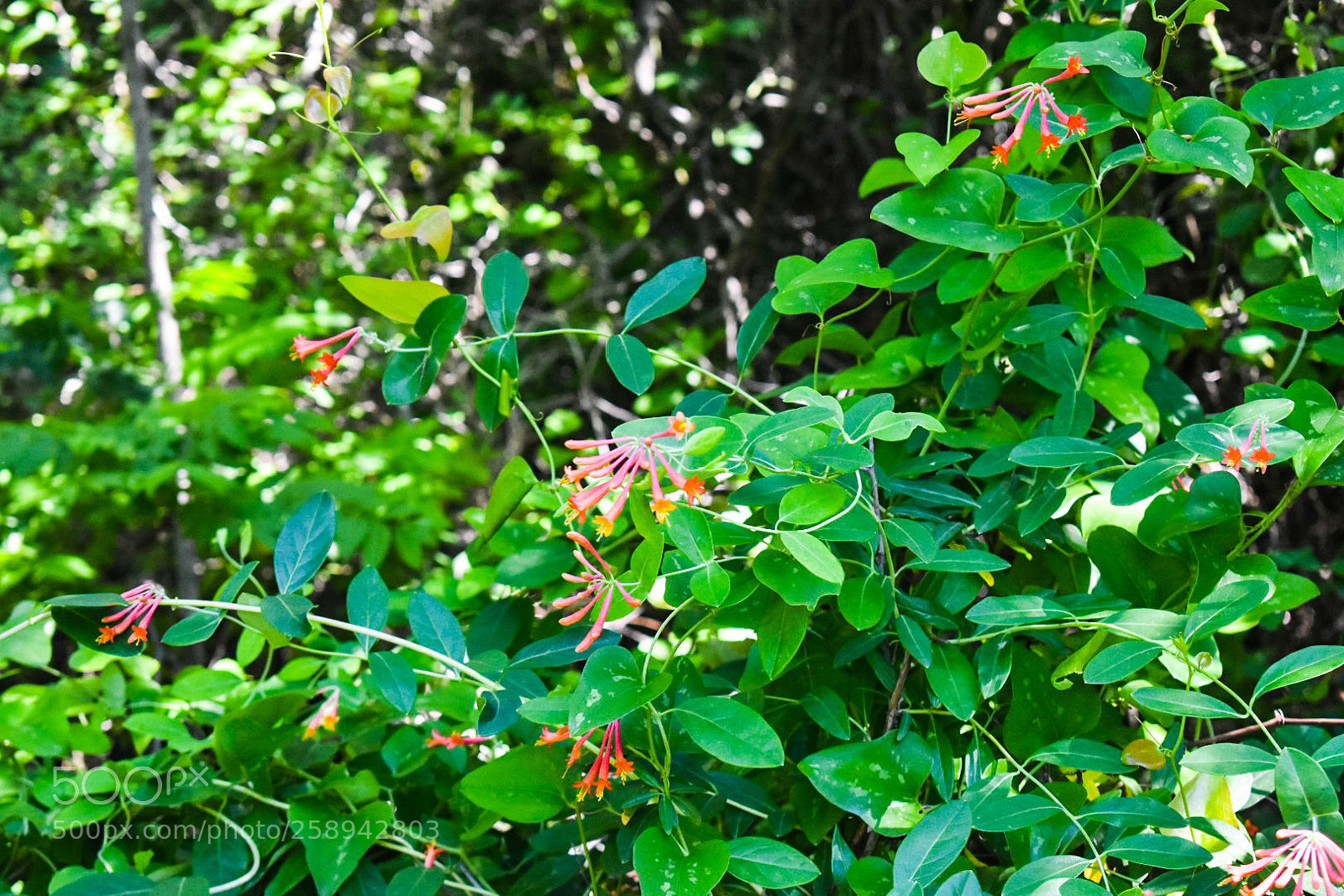 Nikon D3400 sample photo. How can there be photography