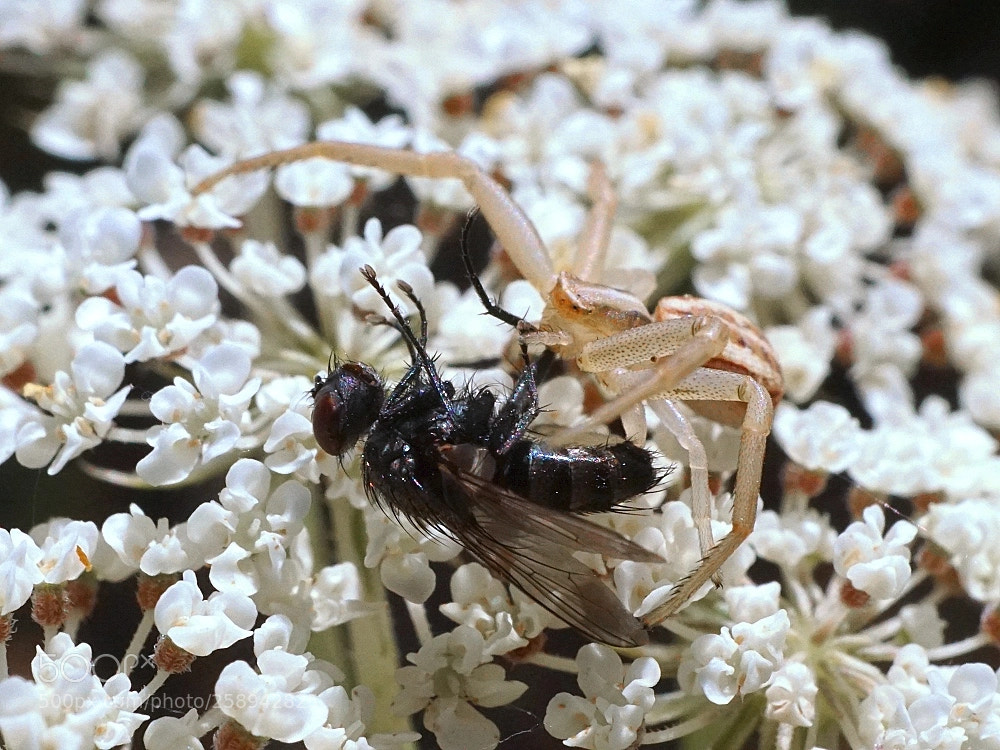 Sony a6000 sample photo. Thomisidae photography