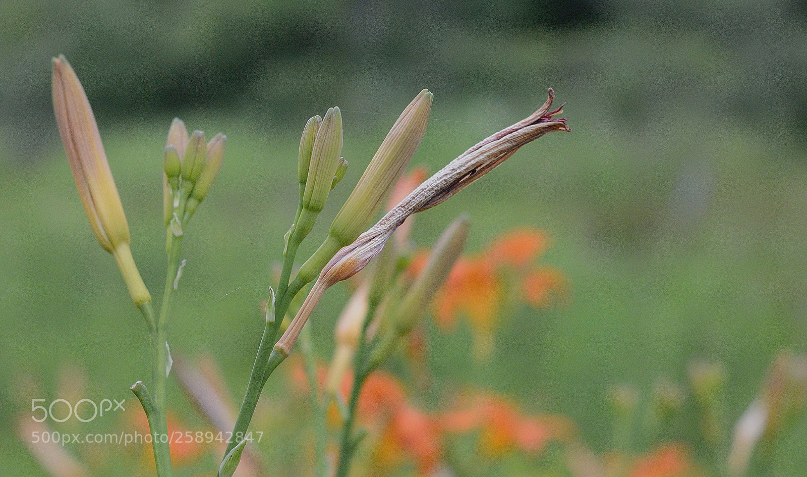 Nikon D3200 sample photo. Untitled photography