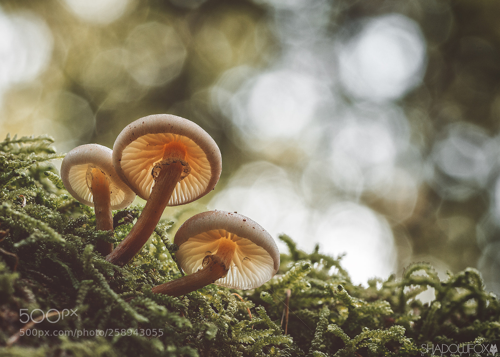 Canon EOS 700D (EOS Rebel T5i / EOS Kiss X7i) sample photo. Fungi 2018-24 photography