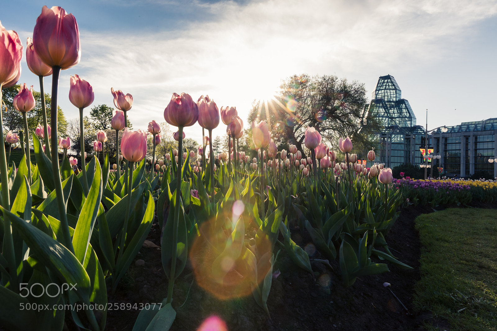 Canon EOS 5D Mark IV sample photo. Tulip festival in ottawa photography