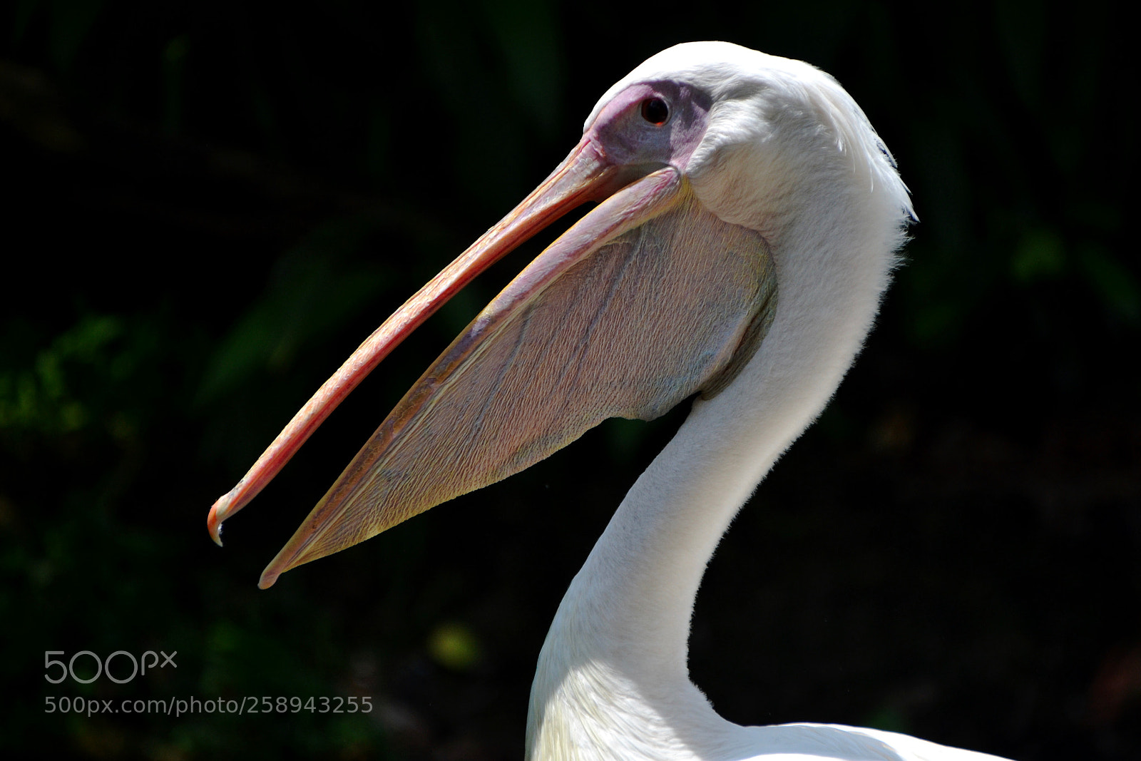 Nikon D3100 sample photo. Bill and pouch of photography