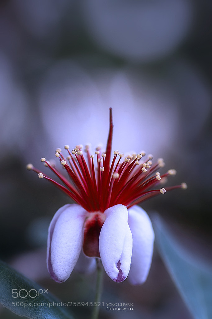 Pentax K-1 sample photo. Dreaming with flowers-5 photography
