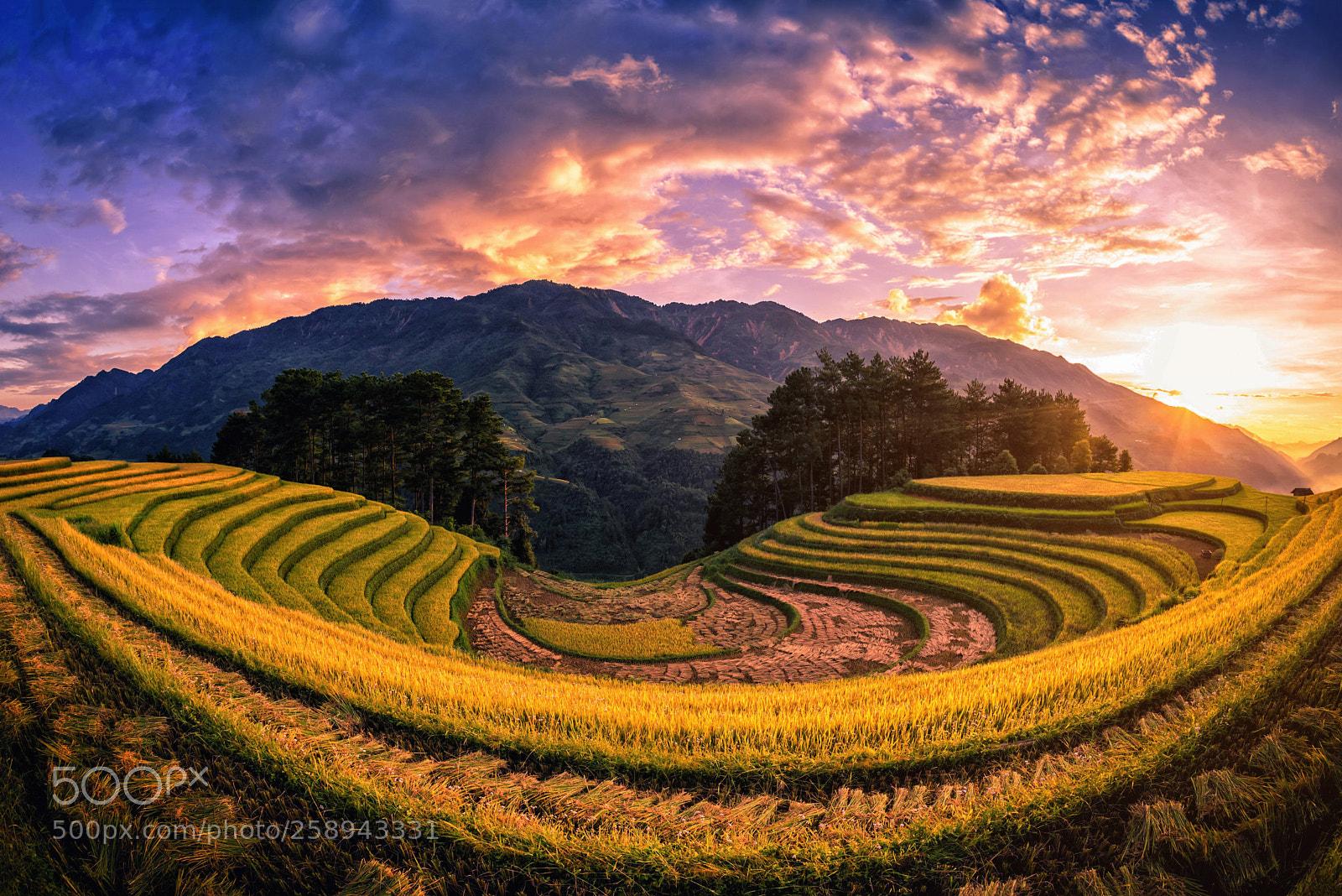 Nikon D750 sample photo. Rice fields on terraced photography