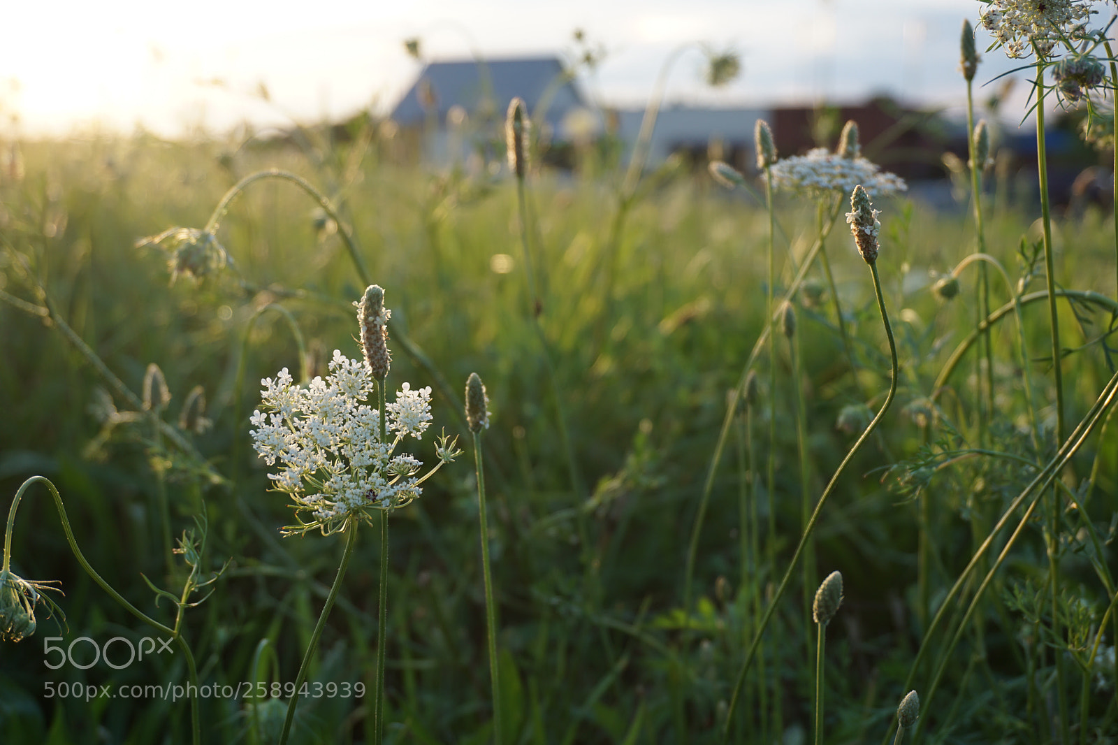 Sony a6000 sample photo. Untitled photography