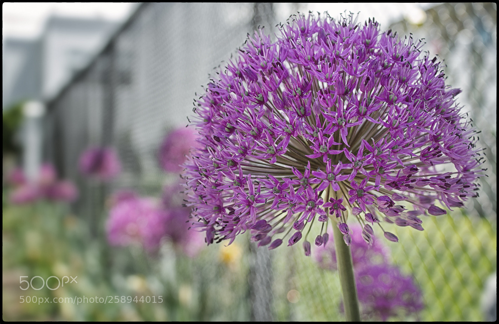 Canon EOS 600D (Rebel EOS T3i / EOS Kiss X5) sample photo. On the fence photography