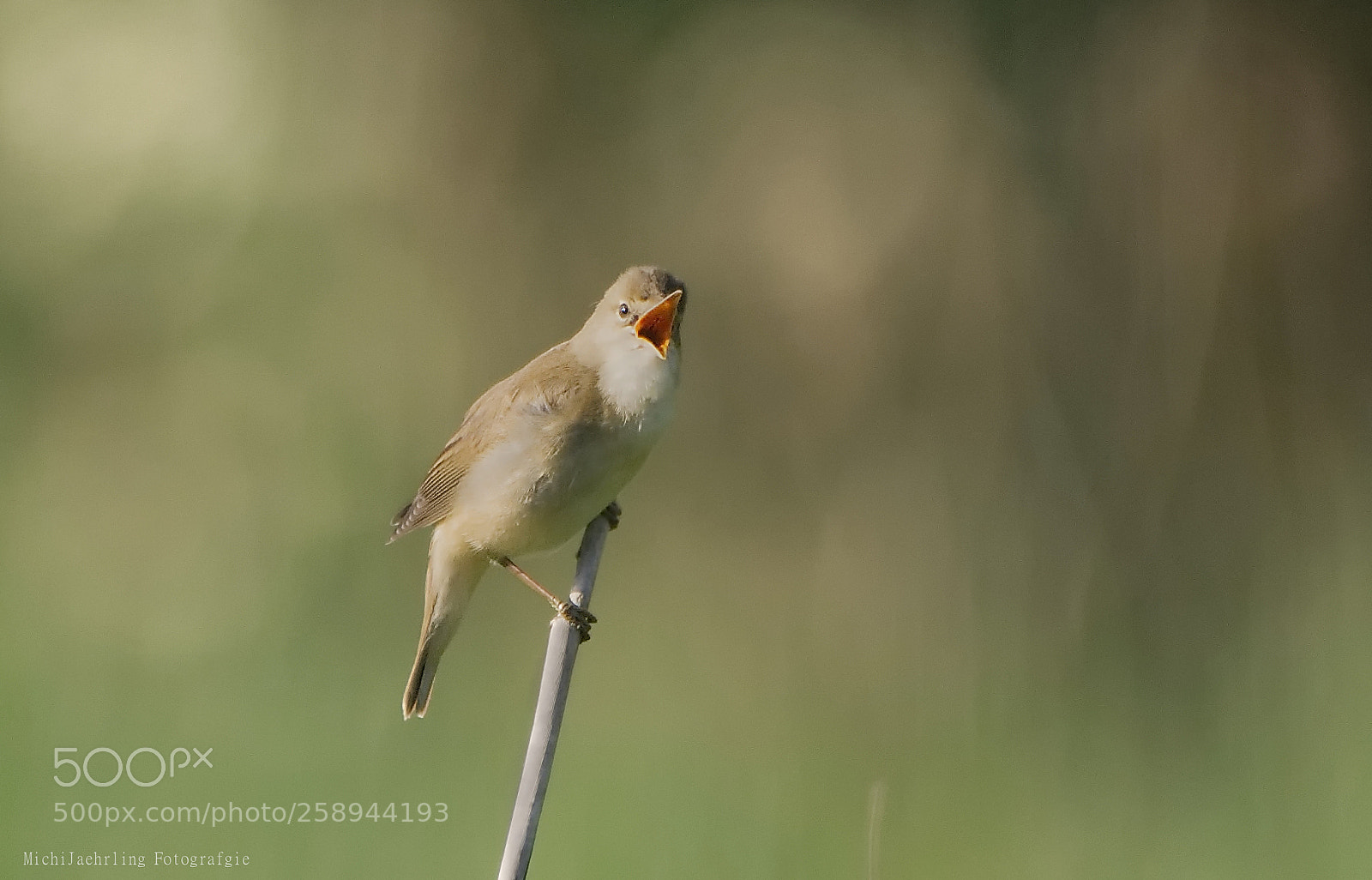 Nikon D7200 sample photo. A very small bird. photography