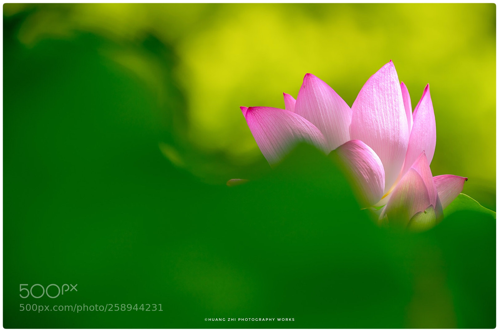 Canon EOS-1D X Mark II sample photo. Lotus flower photography
