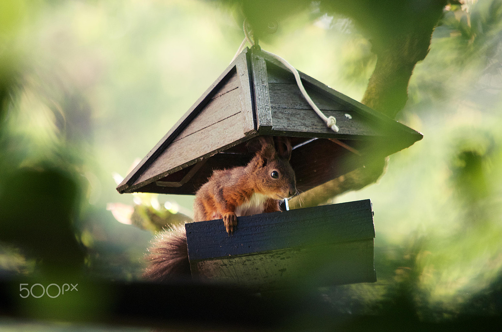 Nikon D5100 sample photo. Squirrel photography