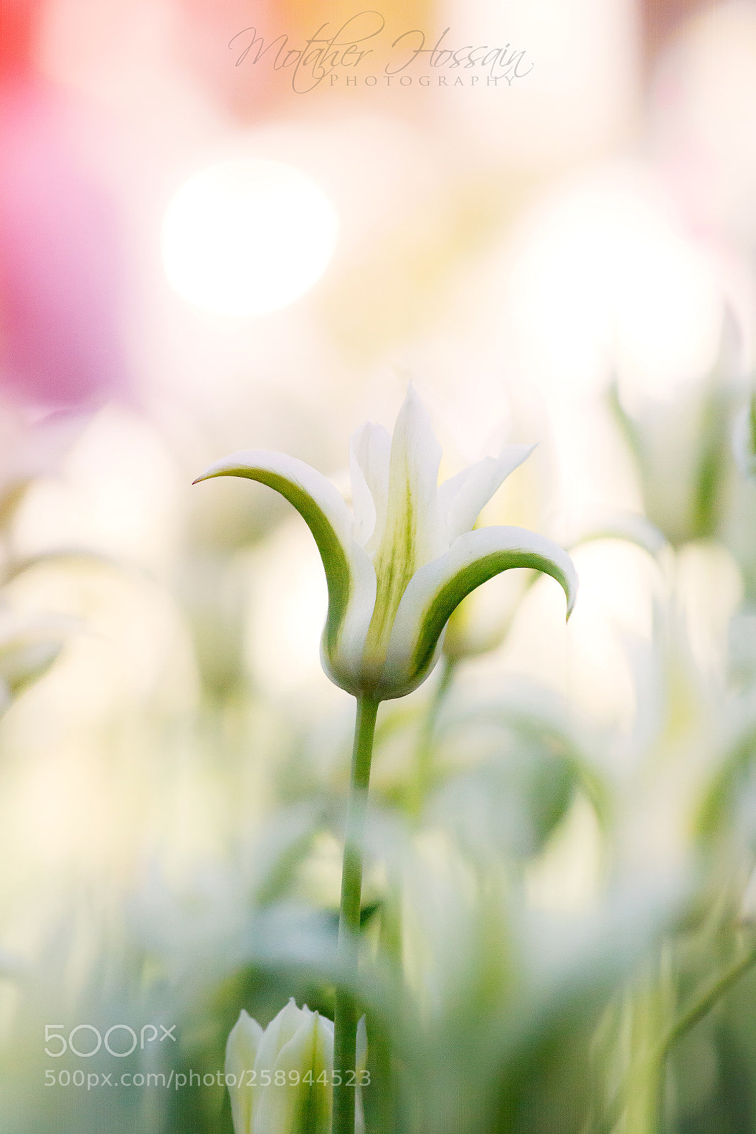 Canon EOS 700D (EOS Rebel T5i / EOS Kiss X7i) sample photo. Tulip photography